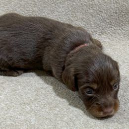 Skylar - Chocolate and tan Dachshund puppy in Little Rock, Arkansas from Divine Doxies