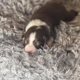 Peach - Red tri female Miniature Australian Shepherd puppy in California from Eagle River Aussies
