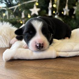 Ariat - Black tri-color female Aussiedoodle puppy in Clara City, Minnesota from Good Shepherd Aussiedoodles