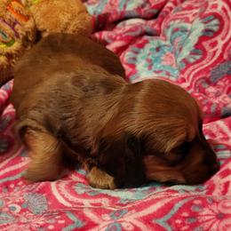 Dachshund Puppies from CLARK'S BREEDING PROGRAM