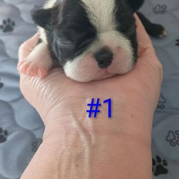 Shadow - Black and white male Boston Terrier puppy in Canmer, Kentucky from Hiser's Bluegrass Bostons