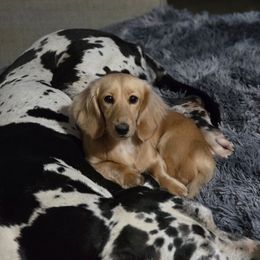 Nova - Dachshund
