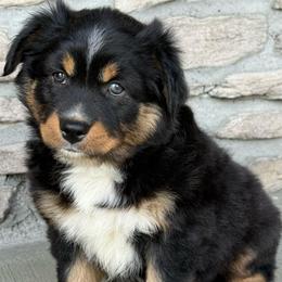Skye - Black tri female Miniature Australian Shepherd puppy in Cunningham, Tennessee from Copper Creek Aussies