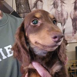 Sienna's bigger chocolate and tan boy - Chocolate and tan male Dachshund puppy in Lyle, Washington from Wines Wienery