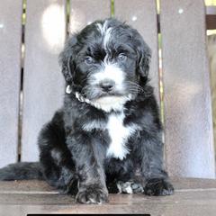 Assorted Doodle Crosses, Bernedoodles, and Goldendoodles from Central Florida Bernedoodles