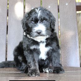 Assorted Doodle Crosses, Bernedoodles, and Goldendoodles from Central Florida Bernedoodles
