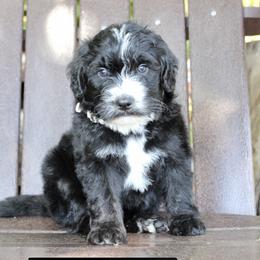 Assorted Doodle Crosses, Bernedoodles, and Goldendoodles from Central Florida Bernedoodles
