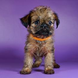Orange Collar Girl - Red female Brussels Griffon puppy in Florida from Robin’s Griffons
