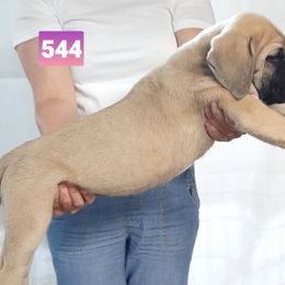 AKC PUP 544 - Fawn female Mastiff puppy in Ava, Missouri from Ozark Mountain Mastiffs