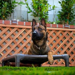 Dester - Belgian Malinois