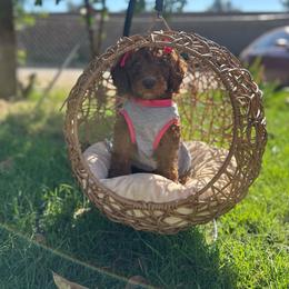 Pink collar - Red  female Goldendoodle puppy in Bakersfield, California from Cisneros Goldendoodles