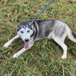 Kilbi - Siberian Husky