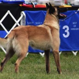 Belgian Malinois All Grown Up from Concho Belgian Malinois