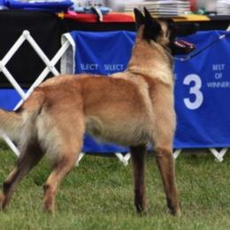 Belgian Malinois All Grown Up from Concho Belgian Malinois