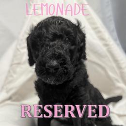 Lemonade - Black female Goldendoodle puppy in Ama, Louisiana from Spectrum Doodles