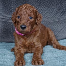 Holly - Red  female Poodle puppy in Abilene, Texas from Mesquite Kennels