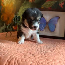 Blixen - Black and tan female Pembroke Welsh Corgi puppy in Delray Beach, Florida from Holly's Pembroke Welsh Corgis