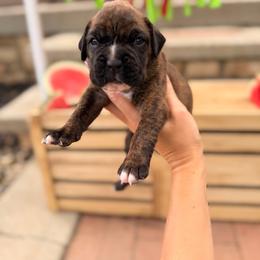 Anchor - Brindle male Boxer puppy in Upper Sandusky, Ohio from Rock Run Homestead