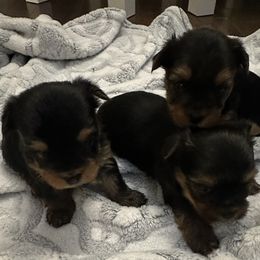 Yorkshire Terrier Puppies from Dreams Come True Yorkies