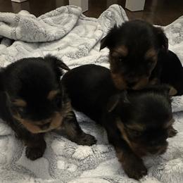Yorkshire Terrier Puppies from Dreams Come True Yorkies