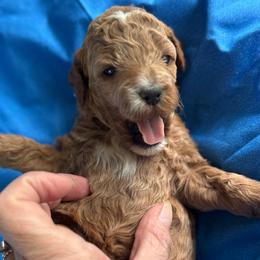 Jagger - Apricot male Poodle puppy in Mount Vernon, Illinois from AMC Poodles