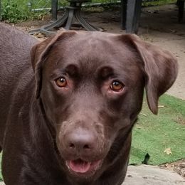 Labrador Retrievers from Cindy's Ten Star Labradors