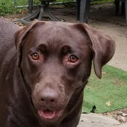 Labrador Retrievers from Cindy's Ten Star Labradors