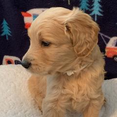 Boy 1 White Collar - Apricot Goldendoodle puppy in Spring, Texas from Spring Doodles