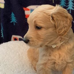 Boy 1 White Collar - Apricot Goldendoodle puppy in Spring, Texas from Spring Doodles