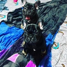 French Bulldog Puppies from Stratton Kennel