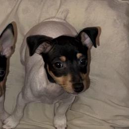 Pup E - White black and tan female Toy Fox Terrier puppy in Clermont, Florida from Debbie Hiles's Toy Fox Terriers
