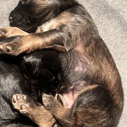 Afghan Hound Puppies from Kelli Kujawa