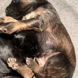 Afghan Hound Puppies from Kelli Kujawa