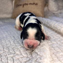 Kiwi - White and black female English Springer Spaniel puppy in Swainsboro, Georgia from Sweet Georgia Springers