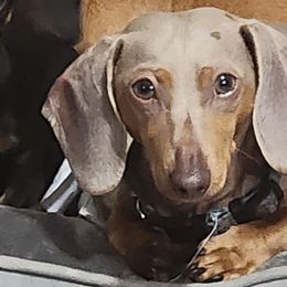 Sandi - Dachshund