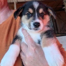 Boy 2 - Black and tan male Pembroke Welsh Corgi puppy in Edinburgh, Indiana from J Bar M Corgis