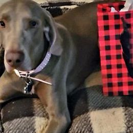 Weimaraners from Prestidge Weimaraners