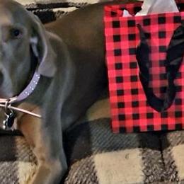 Weimaraners from Prestidge Weimaraners