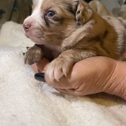 Miniature Australian Shepherd Puppies from Yost Family Mini Aussies