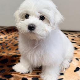 Maltese Puppies from Medhat Samuel