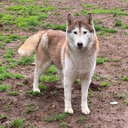 Scarlett - Siberian Husky