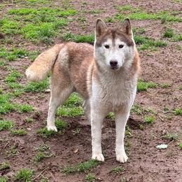 Scarlett - Siberian Husky