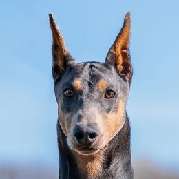Taylor - Doberman Pinscher