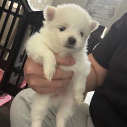 Polar Bear - White female Pomeranian puppy in Cheektowaga, New York from Luxe Legacy Pomeranians