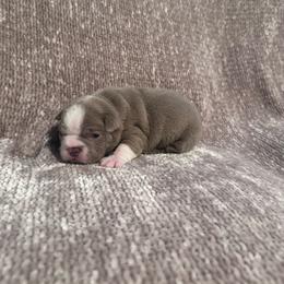 Winston - Fawn male Boston Terrier puppy in Spokane Valley, Washington from Saltese Acres Boston Terriers