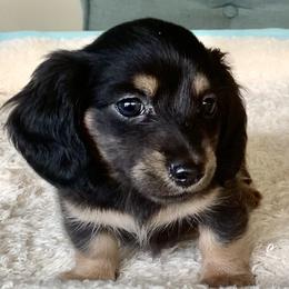 Dachshund Puppies from Meldox