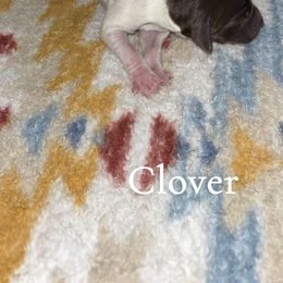 Clover - Liver and white female German Shorthaired Pointer puppy in Saint Joseph, Missouri from N&R Gsps