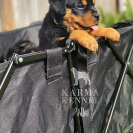 Rottweiler Puppies from KarmaKennelPNW