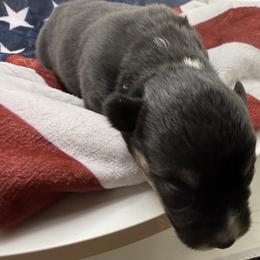 White ID Boy 5 - Black and tan male Pembroke Welsh Corgi puppy in Barling, Arkansas from Soaring Eagle Corgis