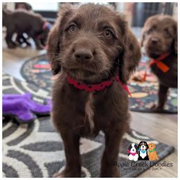 Male pick 6 - F1 Labradoodles - OFA-Genetics-2 Year Warranty. - Chocolate male Labradoodle puppy in Jeddo, Michigan from Apple Creek Doodles